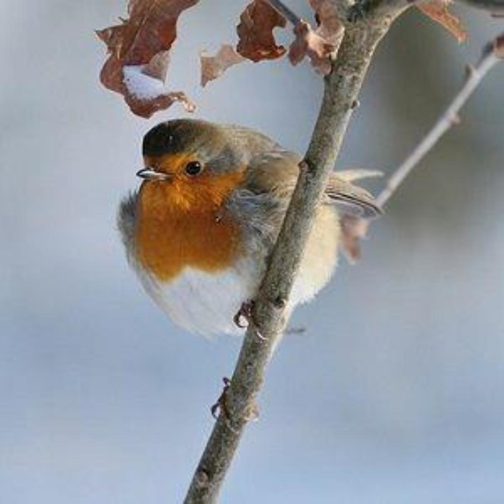 robin-6002851_pixabay